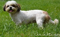 Étalon Shih Tzu - Naty Du Clos De L'Ecotay