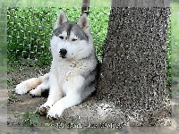 Étalon Siberian Husky - Fetching hussy dite chipie Of pack-ice wolves