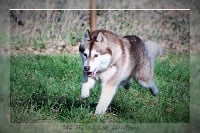 Étalon Siberian Husky - Guardian of soky's spirit dite nawa Of pack-ice wolves