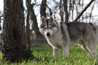 Étalon Siberian Husky - Loky - love far from you Of pack-ice wolves