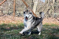 Étalon Siberian Husky - First one lady dite undy Of pack-ice wolves