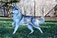 Étalon Siberian Husky - Fetching silver moon dite wendy Of pack-ice wolves