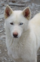 Étalon Siberian Husky - Mia Des Brumes de Brocéliande