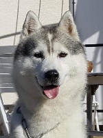 Étalon Siberian Husky - Junior des neiges du dragon