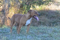 Étalon Staffordshire Bull Terrier - Ostile des Croisades de Tyam
