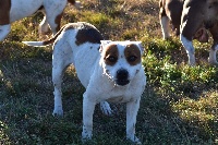 Étalon Staffordshire Bull Terrier - Ma bigoudène (Sans Affixe)