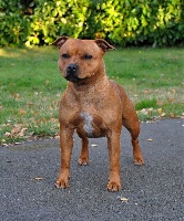 Étalon Staffordshire Bull Terrier - Made in West Side Staffords
