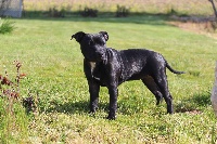 Étalon Staffordshire Bull Terrier - Laya (Sans Affixe)