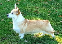 Étalon Welsh Corgi Pembroke - mistycor Amelia windsor