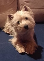 Étalon West Highland White Terrier - Mouss line des Olipins