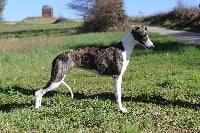 Étalon Whippet - New queen Of Royal Fragrance