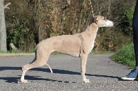 Étalon Whippet - Nightfall dancing diva Of Royal Fragrance