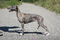 Étalon Whippet - On top Of Royal Fragrance