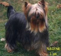 Étalon Yorkshire Terrier - Nadine De la Bergerie du Coteau