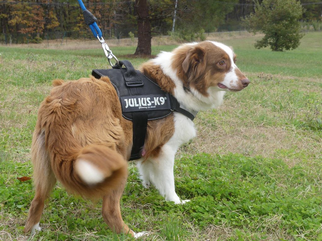 Chien Elevage Du Domaine Des Ecorces Eleveur De Chiens