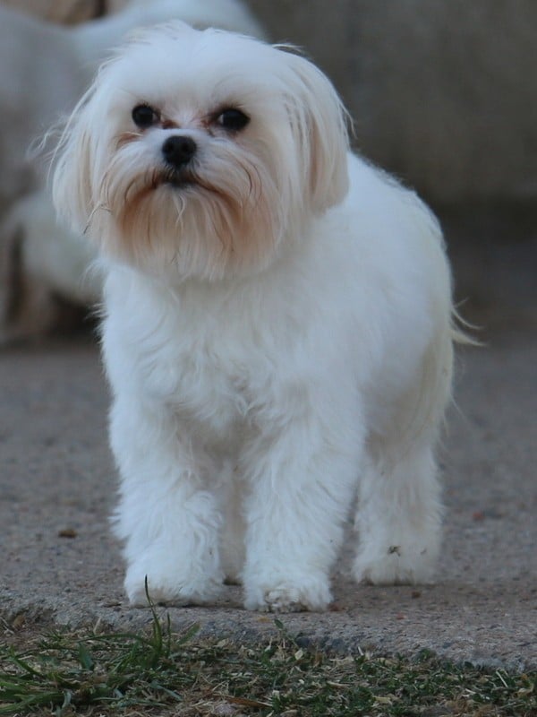 Les Bichon maltais de l'affixe   Du Paradis De D'zeus