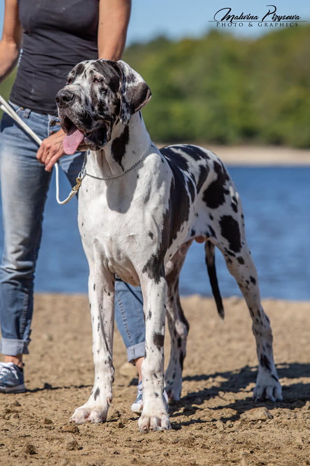 M les Elevage Au Royaume De Leyla Eleveur De Chiens Dogue Allemand M les Elevage Au Royaume De Leyla Eleveur De Chiens Dogue Allemand