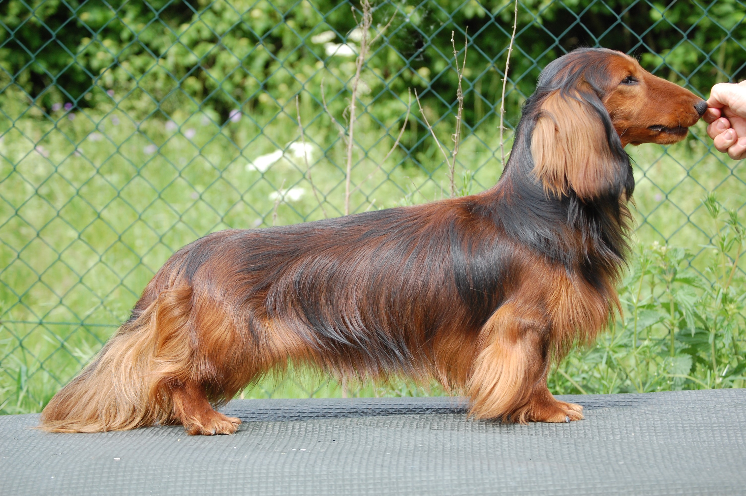 Chien Elevage De La Cit Des Cerb res Eleveur De Chiens Teckel Poil Chien Elevage De La Cit Des Cerb res Eleveur De Chiens Teckel Poil