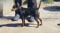 Étalon Pinscher nain - M diablo du prince d eckmuhl
