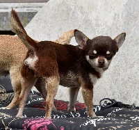Étalon Chihuahua - Nutsy Des Jardins De L'oeil De Paon
