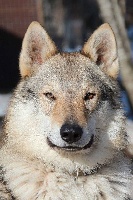 Étalon Chien-loup tchecoslovaque - Clarky alba del lupo