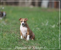 Étalon American Staffordshire Terrier - Our precious summer dream du Domaine de Kheops