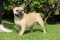 Étalon Bouledogue français - N'oublie pas dho Valtess