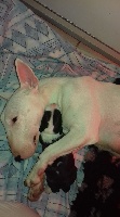 Étalon Bull Terrier Miniature - Manzana Of Lovely Demon