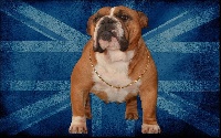 Étalon Bulldog Anglais - happy and glorious High hopes
