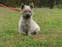 Étalon Cairn Terrier - Nova du Domaine des Ecorces