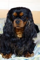 Étalon Cavalier King Charles Spaniel - L'aventura du Jardin de Claire