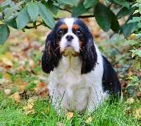 Étalon Cavalier King Charles Spaniel - Milla (Sans Affixe)