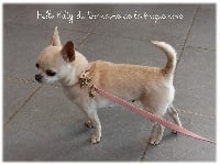 Étalon Chihuahua - CH. Hello kitty du Domaine de la brique rose
