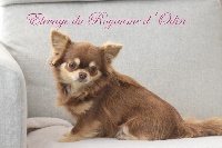 Étalon Chihuahua - Nina Du Royaume D'odin