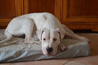 Étalon Dogo Argentino - Woodoo corazon gaucho