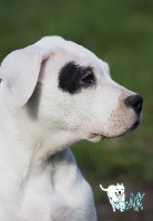 Étalon Dogo Argentino - Naïade  Of white keeper