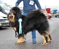 Étalon Dogue du Tibet - CH. chenporewa Tibetan tian djuhl khan