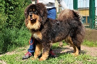 Étalon Dogue du Tibet - CH. Mo-gwai my girl du domaine de Toundra