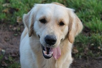 Étalon Golden Retriever - Melodie de la Ferme du Rotour