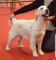 Étalon Golden Retriever - Juste un p'tit bisou En Passant Par La Garonne