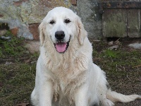 Étalon Golden Retriever - My heart will go on (Sans Affixe)