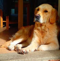 Étalon Golden Retriever - thevenet God save the queen