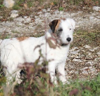 Étalon Jack Russell Terrier - Julia of Spirit Mountain