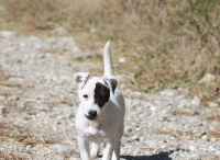 Étalon Jack Russell Terrier - Only you of Spirit Mountain