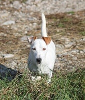 Étalon Jack Russell Terrier - Jess of Spirit Mountain