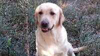 Étalon Labrador Retriever - Montana du verger des plaines