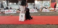 Étalon Labrador Retriever - Ho cheyenne (Sans Affixe)