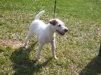 Étalon Parson Russell Terrier - Fée Du site corot