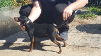 Étalon Pinscher nain - Molly town of rising love