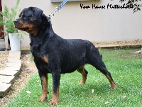 Étalon Rottweiler - Taïga Vom hause neubrand